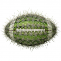 Echinopsis Lageniformis Profile Page